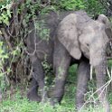 ZMB EAS SouthLuangwa 2016DEC10 KapaniLodge 033 : 2016, 2016 - African Adventures, Africa, Date, December, Eastern, Kapani Lodge, Mfuwe, Month, Places, South Luangwa, Trips, Year, Zambia